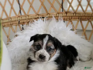 Mixed Breed dogs for sale: Winter - Ad 2