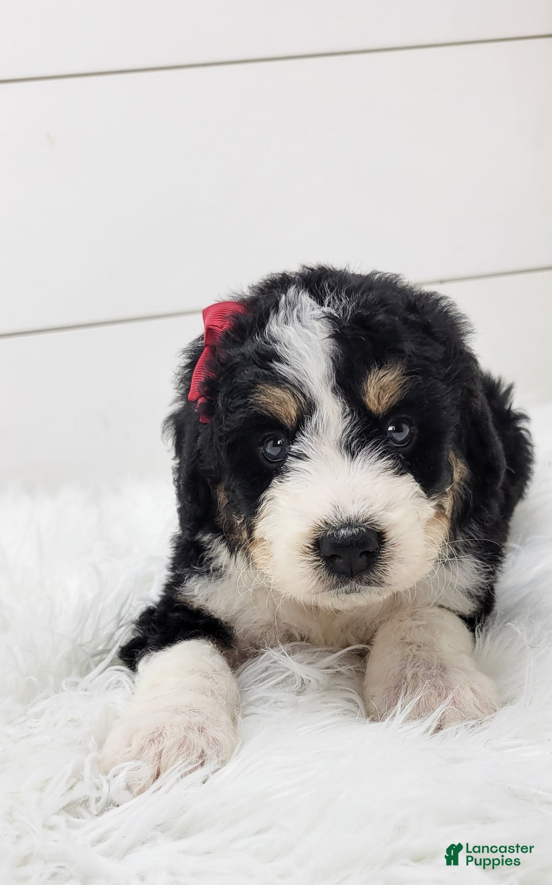 Bernedoodle dogs for sale: Bernedoodle Puppy 4 - Ad 2