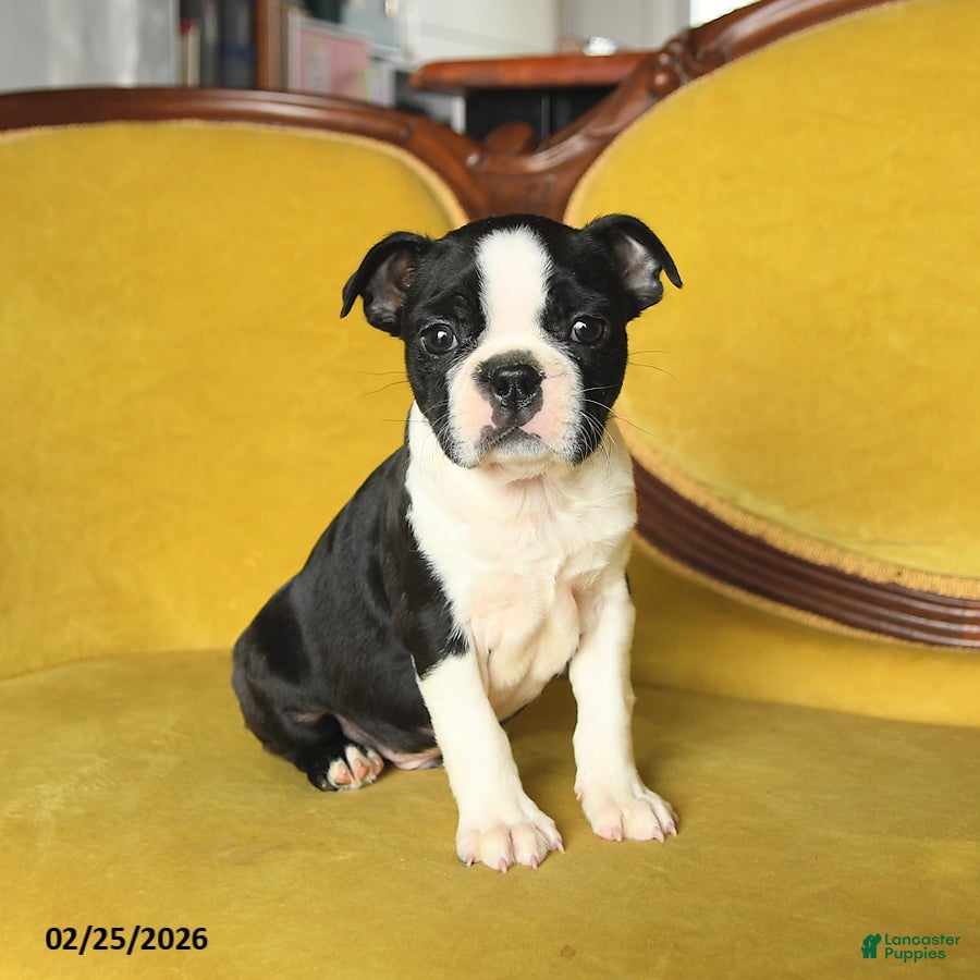 Boston Terrier dogs Roscoe - Ad 2