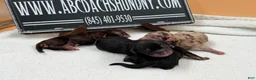 Miniature Dachshund dogs for sale: AKC Russian Black & Tan - Ad 2