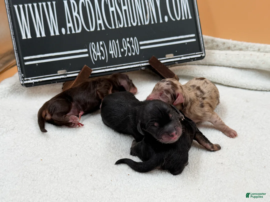 Miniature Dachshund dogs for sale: AKC Russian Black & Tan - Ad 2