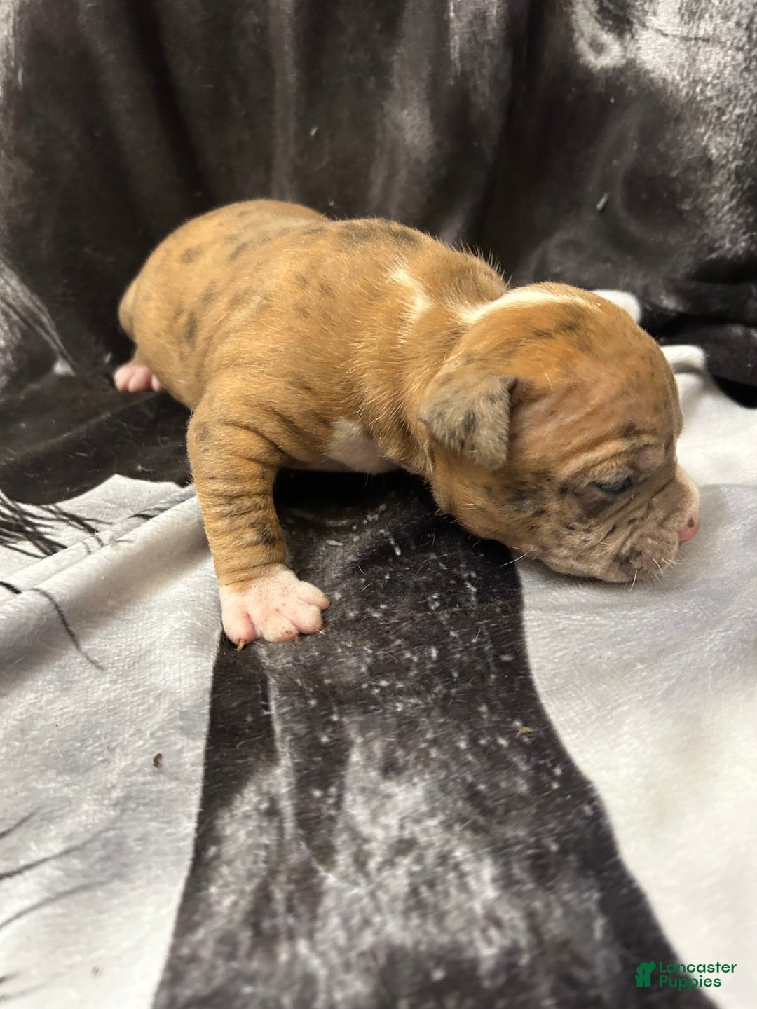 American Bully dogs for sale: American Bully Puppy 4 - Ad 9