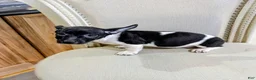 Teddy Roosevelt Terrier dogs for sale: VENUS  - Ad 7