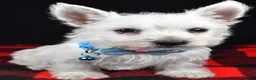 West Highland Terrier dogs for sale: Timmy - Ad 7