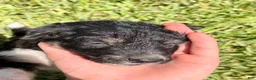 Mixed Breed dogs for sale: Trip - Ad 15