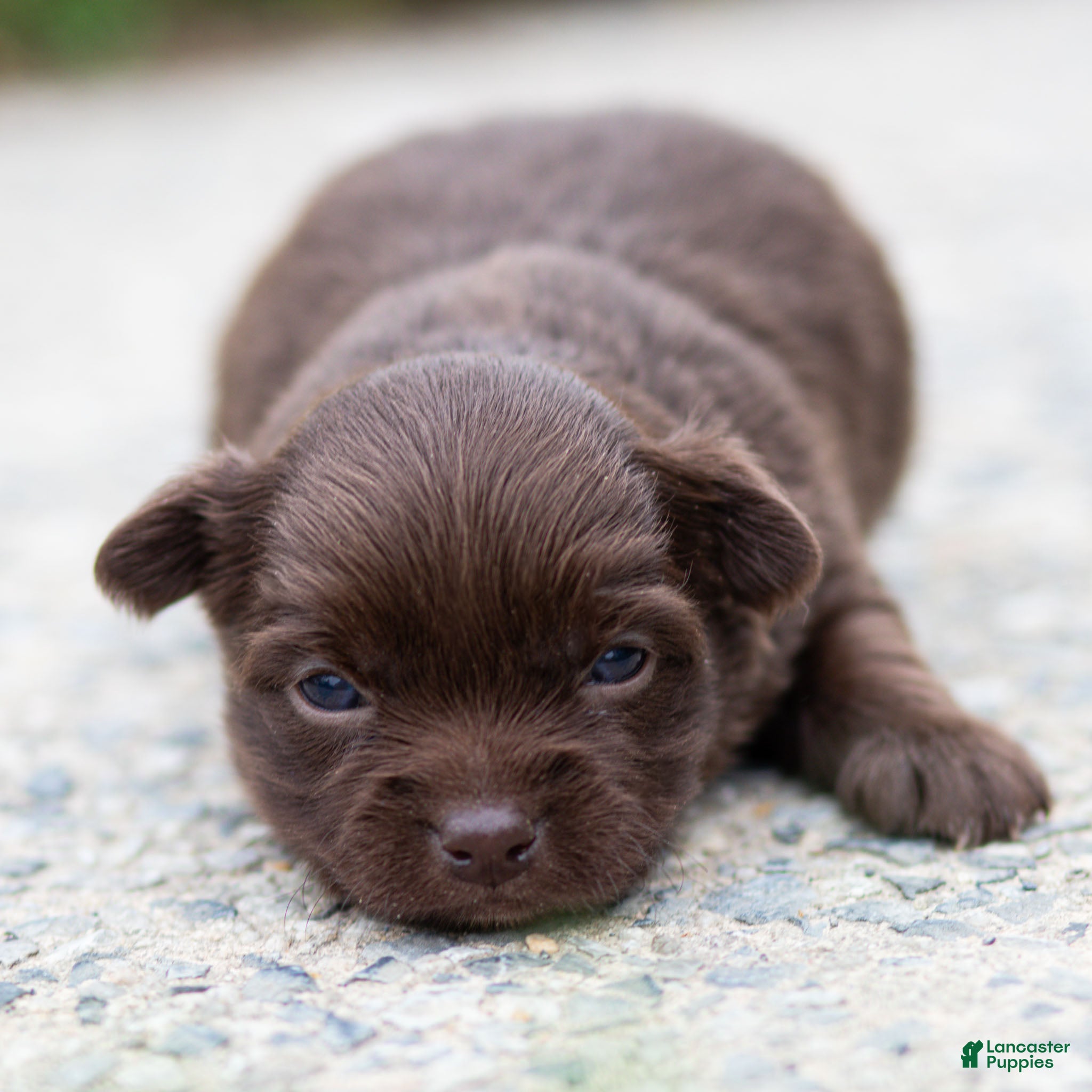 Chihuahua dogs Jolene Chihuahua Puppy  - Ad 1