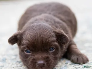 Chihuahua dogs for sale: Jolene Chihuahua Puppy - Ad 2