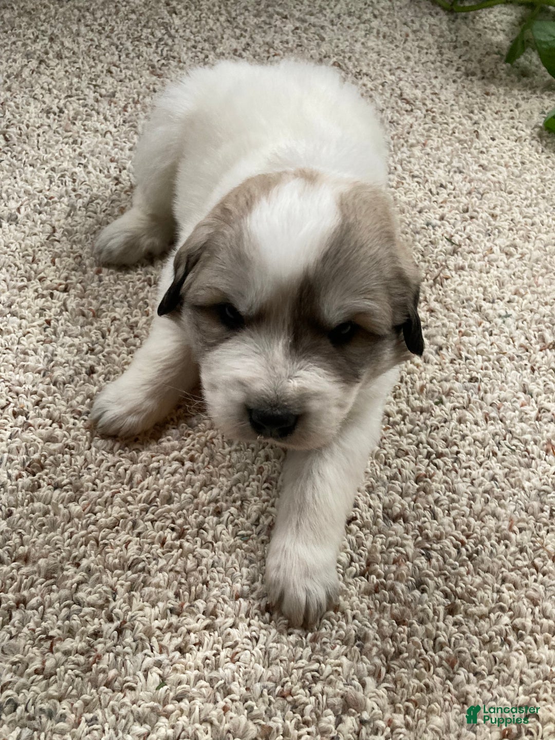 Great Pyrenees dogs for sale: Great Pyrenees Male Puppy - Grey - Ad 5