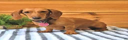 Miniature Dachshund dogs for sale: Dolly - Ad 6