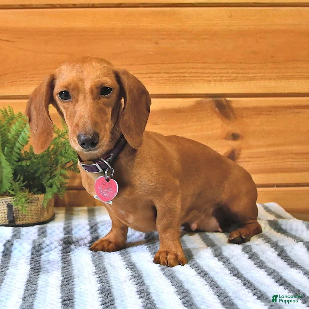 Miniature Dachshund dogs for sale: Dolly - Ad 6