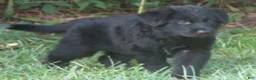 German Shepherd dogs for sale: German Shepherd 7 - Ad 1