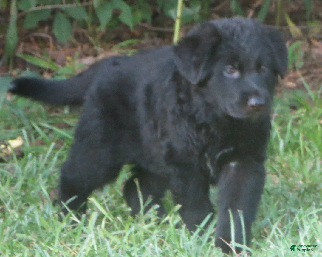 German Shepherd dogs for sale: German Shepherd 7 - Ad 1