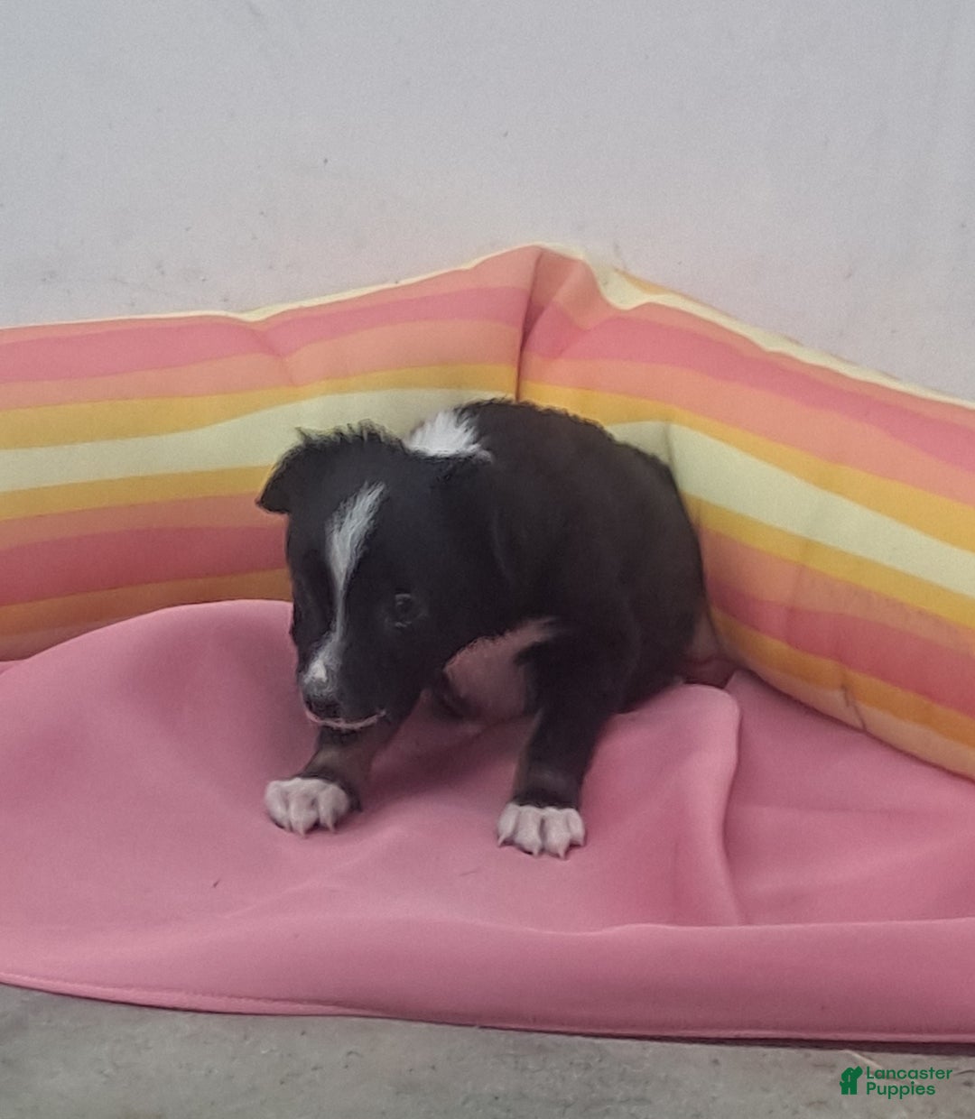 Miniature Australian Shepherd dogs for sale: Tyler - Ad 4