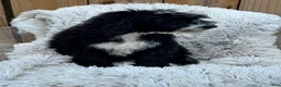 Mini Bernedoodle dogs for sale: Nova - Ad 5