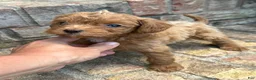 Cavapoo dogs for sale: River - Ad 5