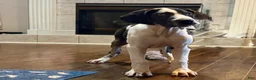 Great Dane dogs for sale: Harlequin  - Ad 5