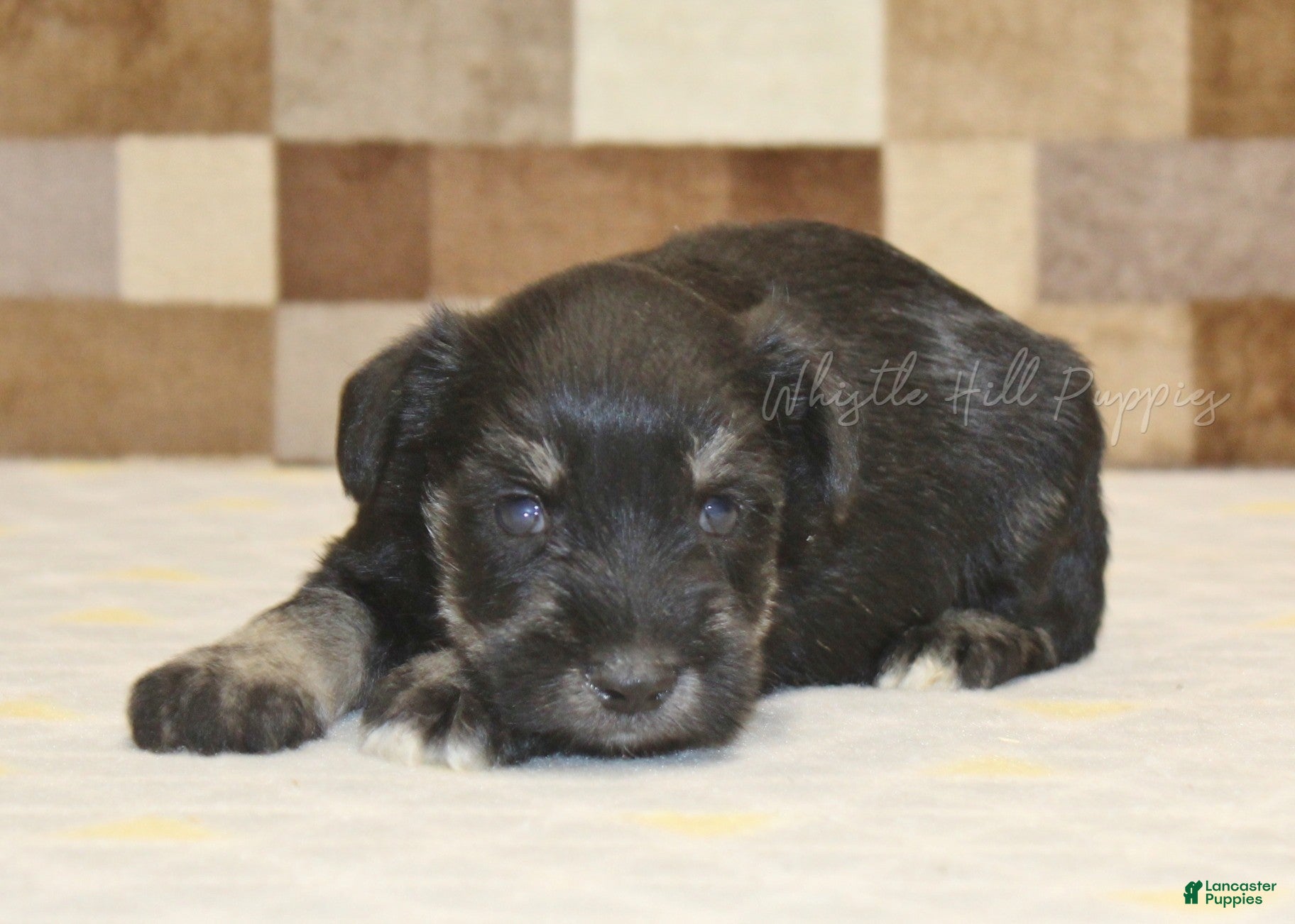 Miniature Schnauzer dogs Miniature Schnauzer Puppy 2 - Ad 2