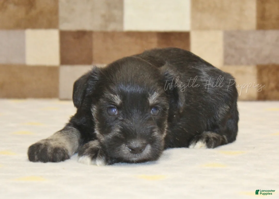 Miniature Schnauzer dogs for sale: Miniature Schnauzer Puppy 2 - Ad 2