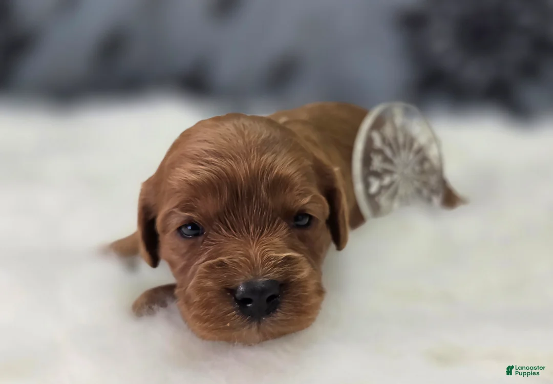 Cavapoo dogs for sale: Hail - Ad 2