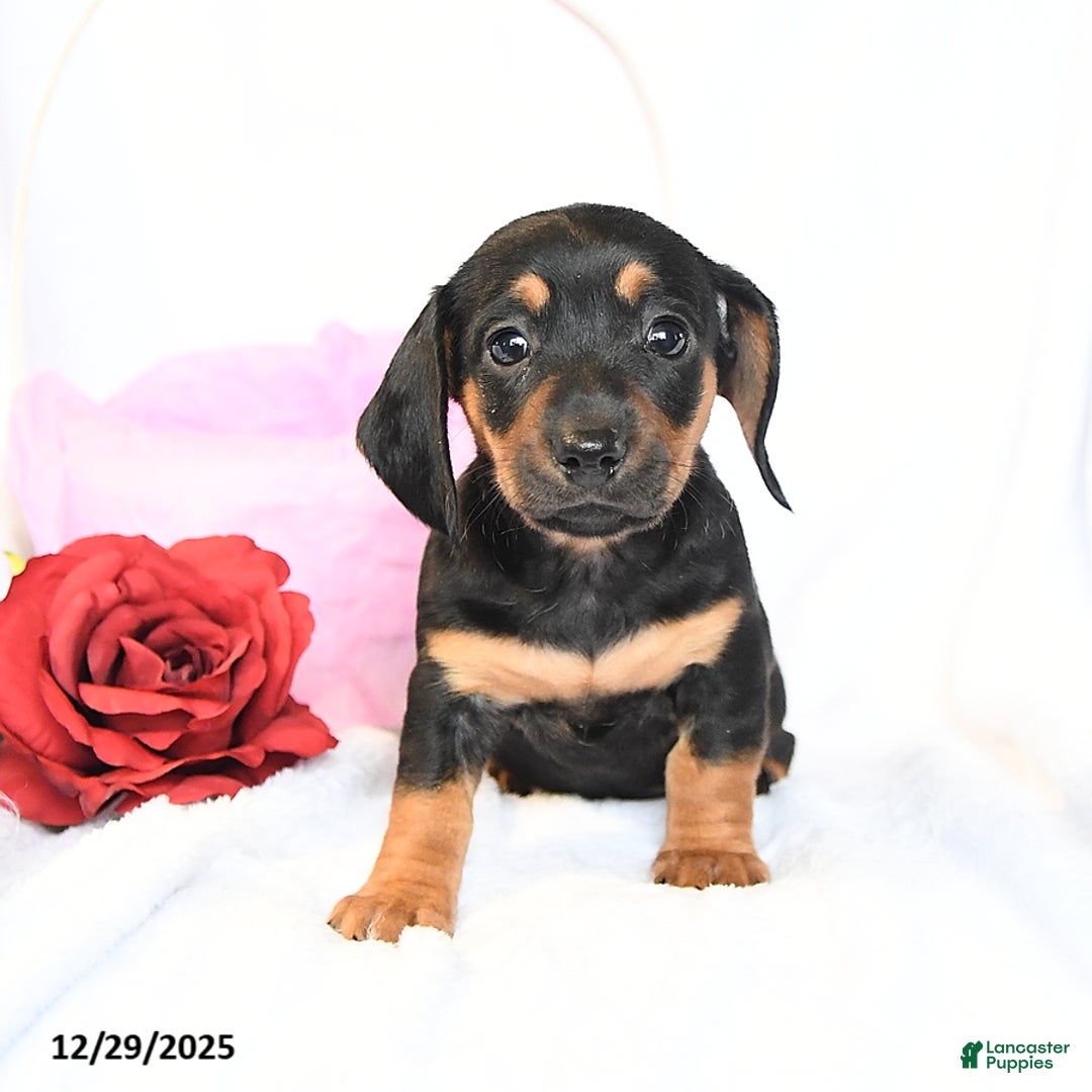 Miniature Dachshund dogs for sale: Duchess - Ad 1