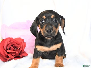 Miniature Dachshund dogs Duchess - Ad 16