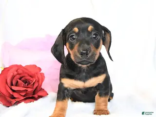 Miniature Dachshund dogs Duchess - Ad 6