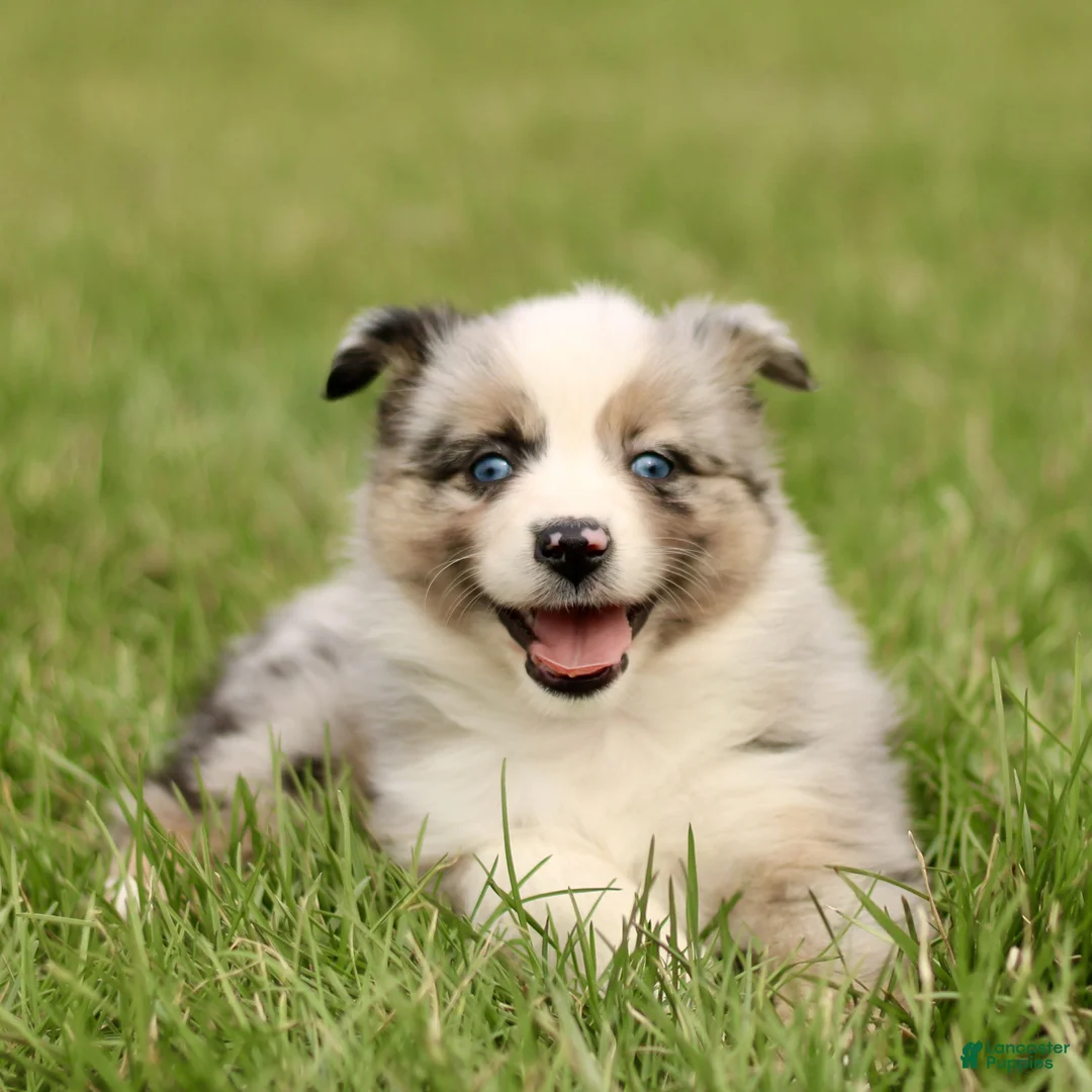 Miniature Australian Shepherd dogs for sale: Tillie  - Ad 2
