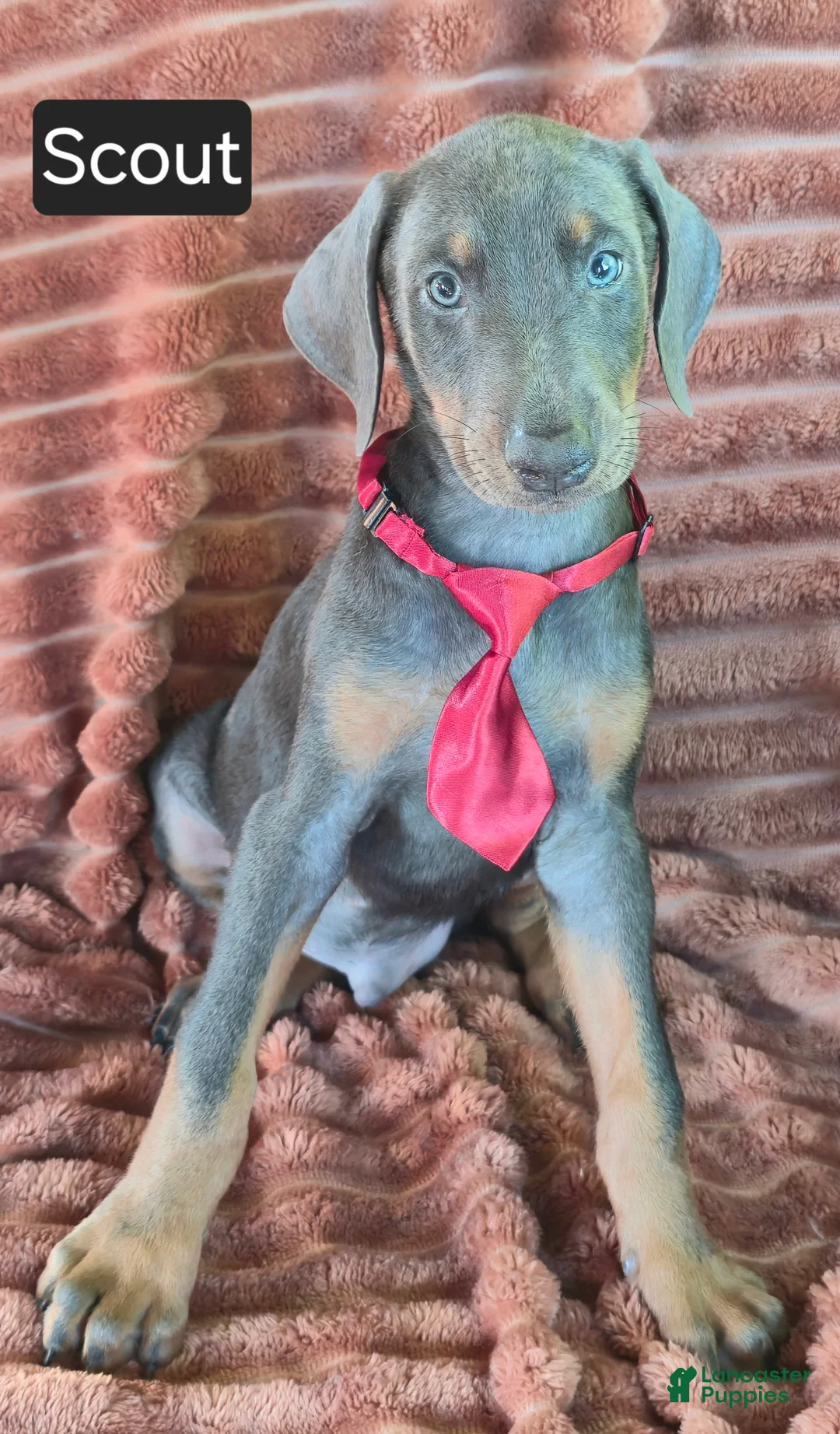 Doberman Pinscher dogs for sale: Scout - Ad 1