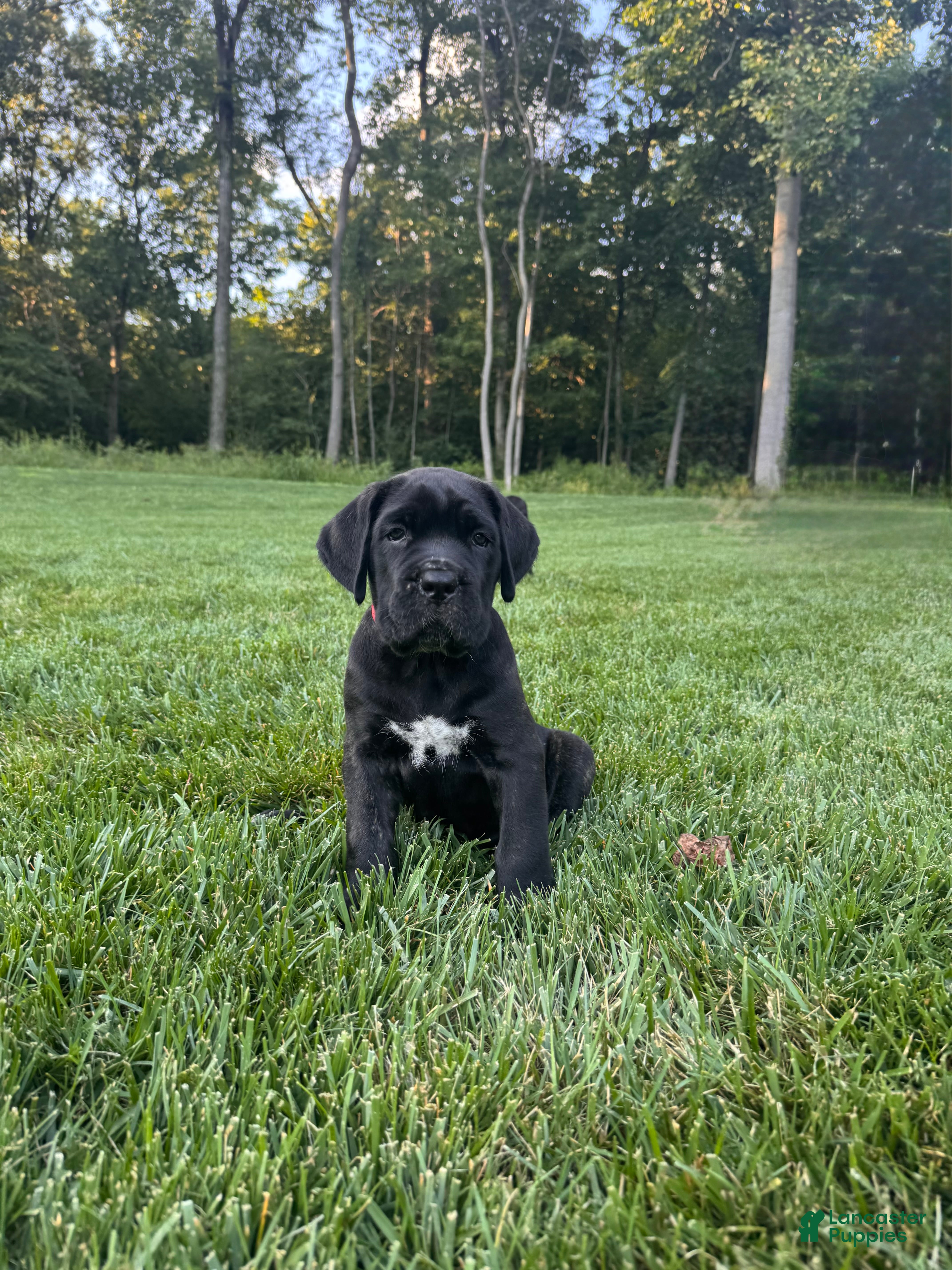 Cane Corso dogs for sale: Rosie - Ad 1