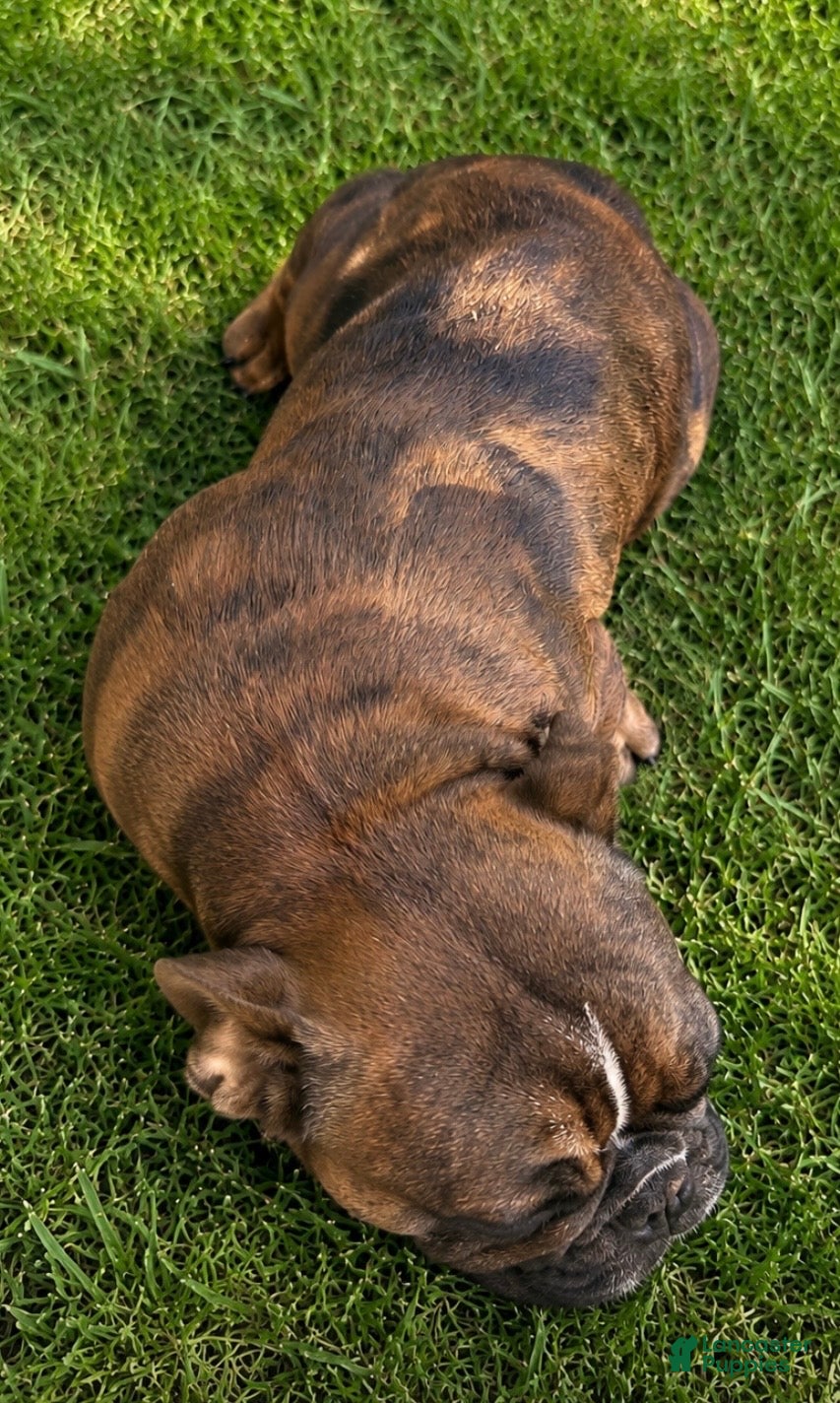 French Bulldog dogs Chungus - Ad 2