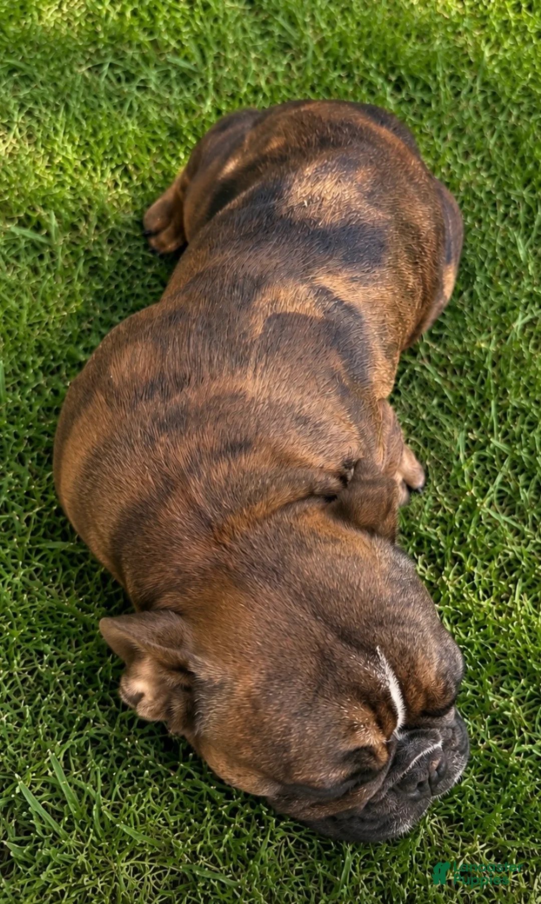 French Bulldog dogs for sale: Chungus - Ad 2