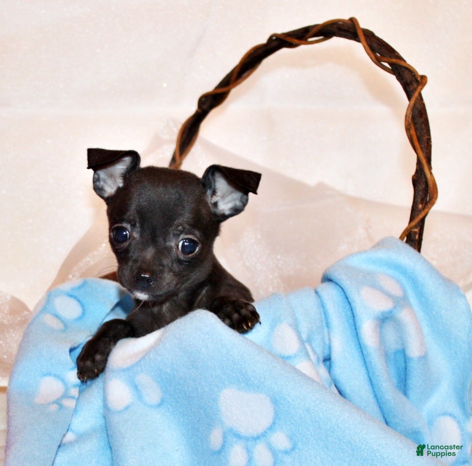 Chihuahua dogs Gilley - Ad 1