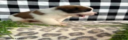 Saint Bernard dogs for sale: Durmax - Ad 3