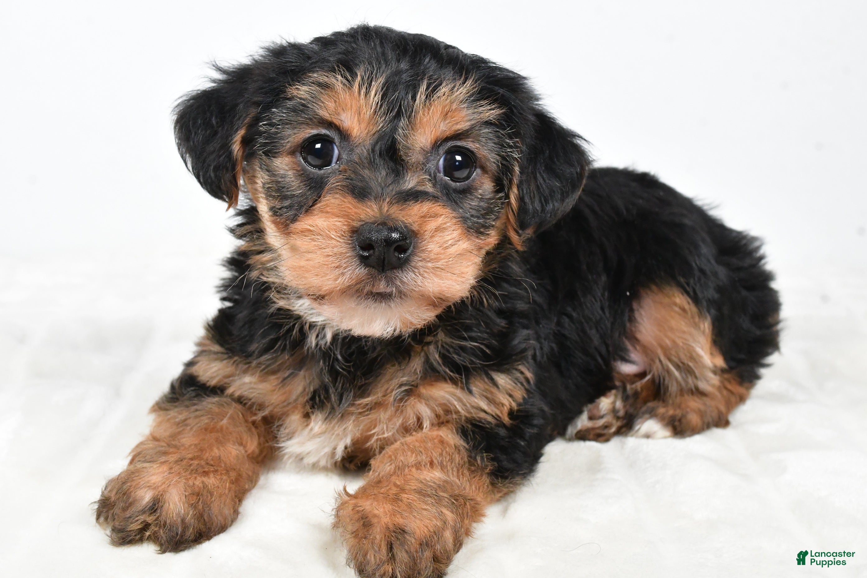 Morkie dogs Nicole - Ad 42