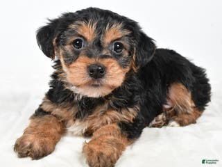 Morkie dogs Nicole - Ad 29