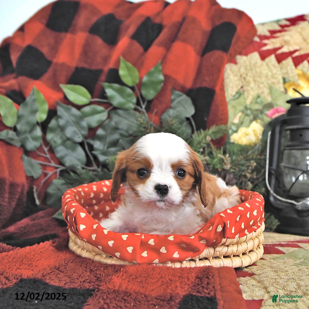 Cavalier King Charles Spaniel dogs for sale: Tilly - Ad 2