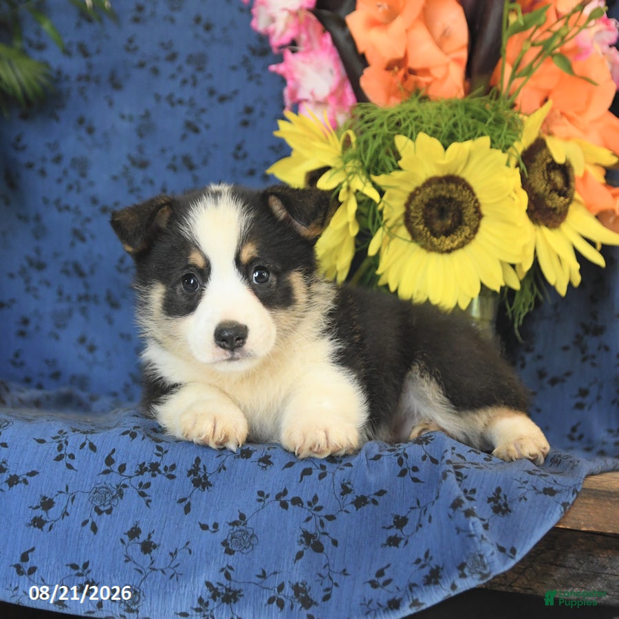 Welsh Corgi Pembroke dogs Gizmo - Ad 2