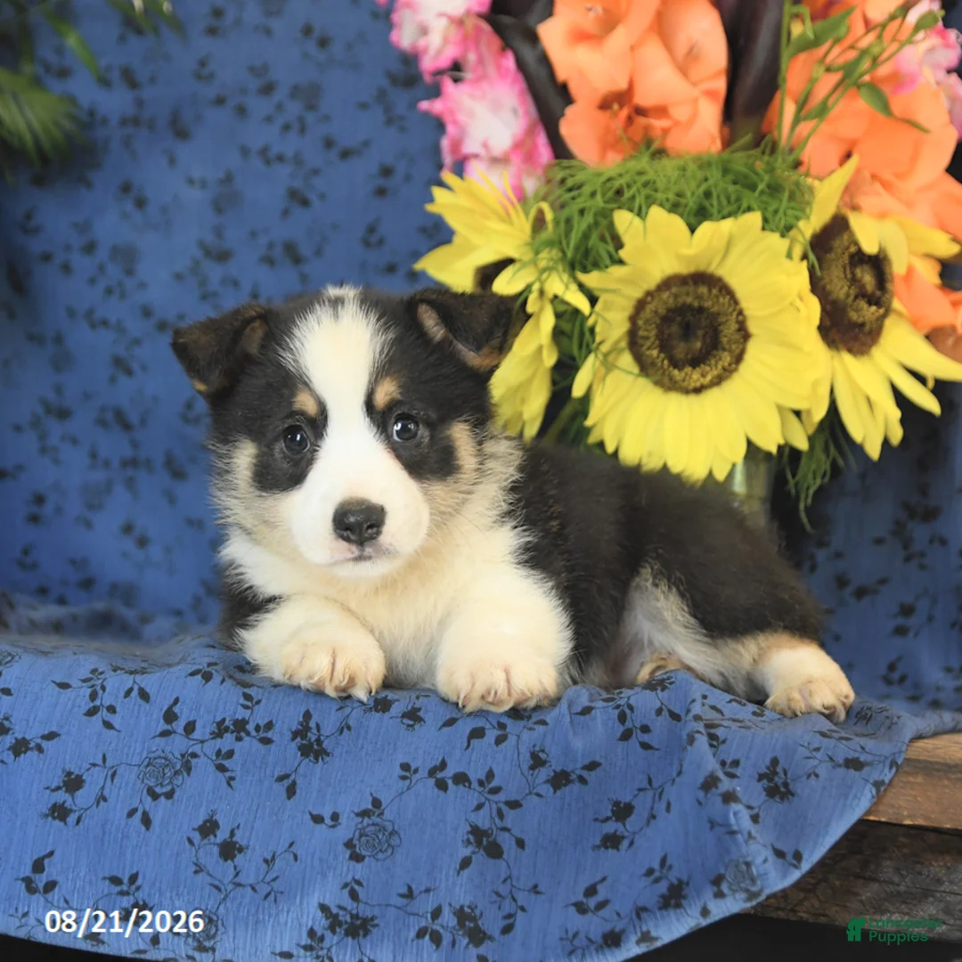 Welsh Corgi Pembroke dogs for sale: Gizmo - Ad 2