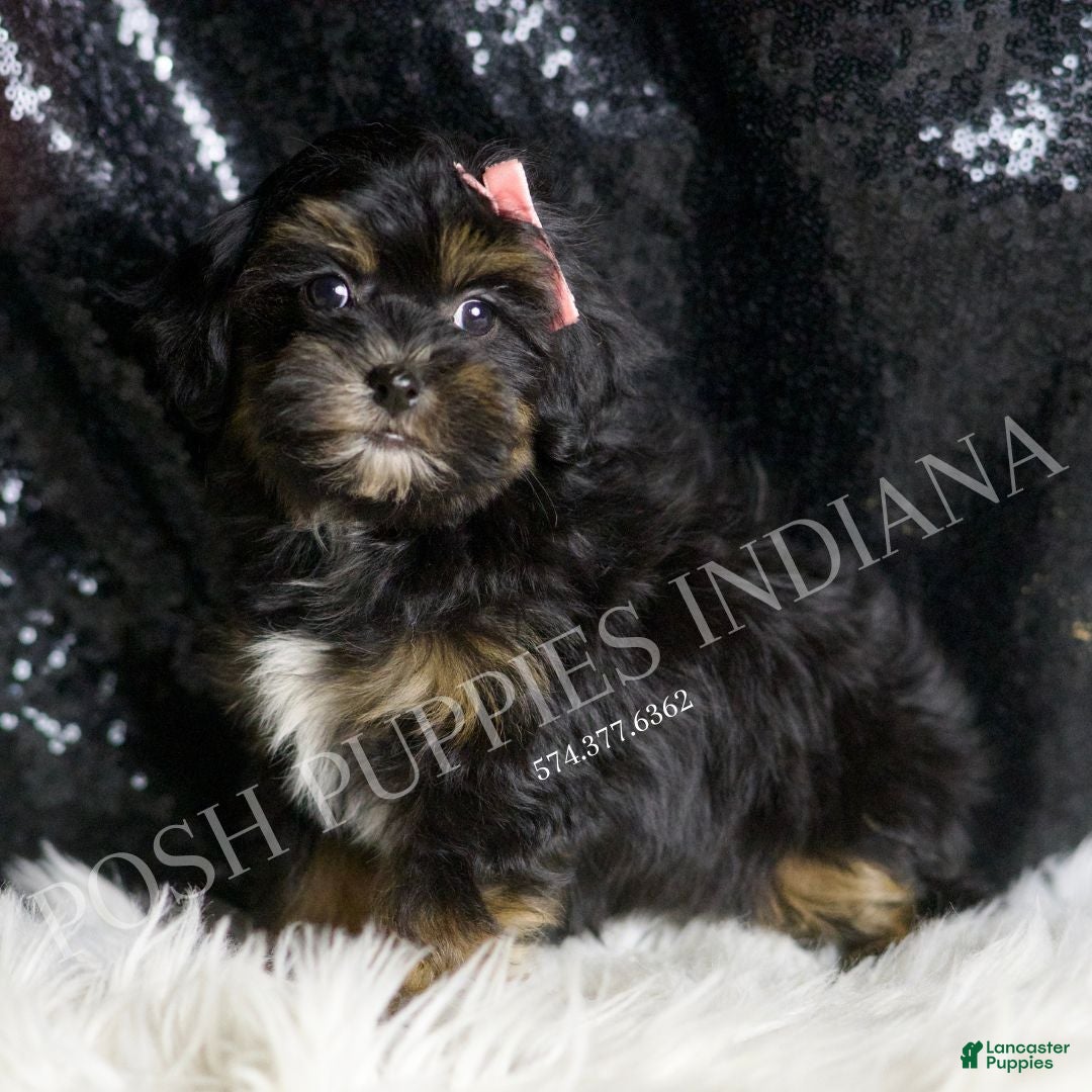 Maltipoo dogs for sale: Beyonce  - Ad 3