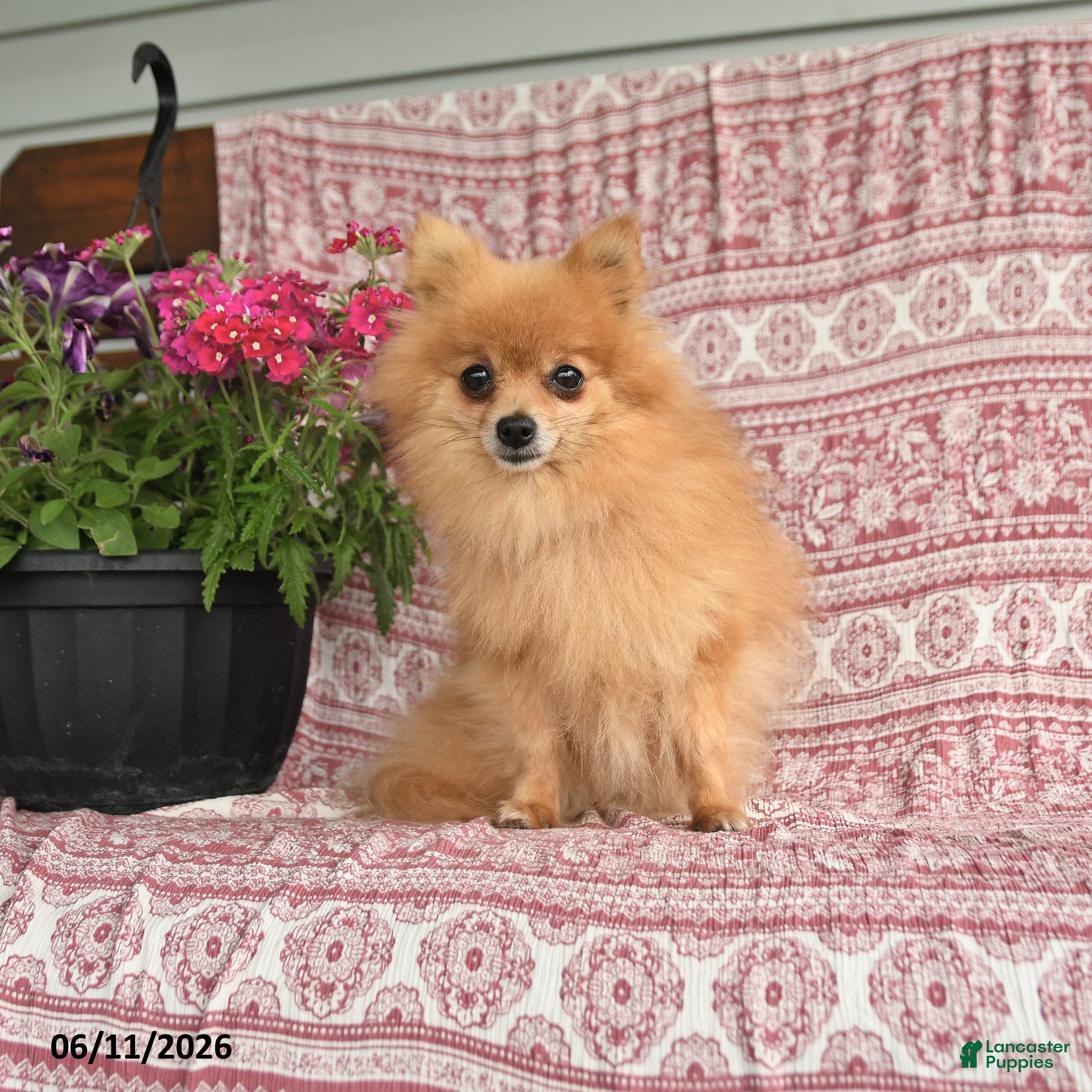 Pomeranian dogs Mary - Ad 1