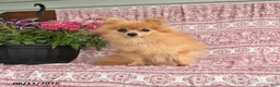 Pomeranian dogs for sale: Mary - Ad 1