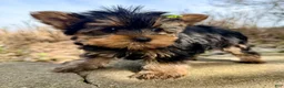 Yorkshire Terrier dogs for sale: Ivy - Ad 3