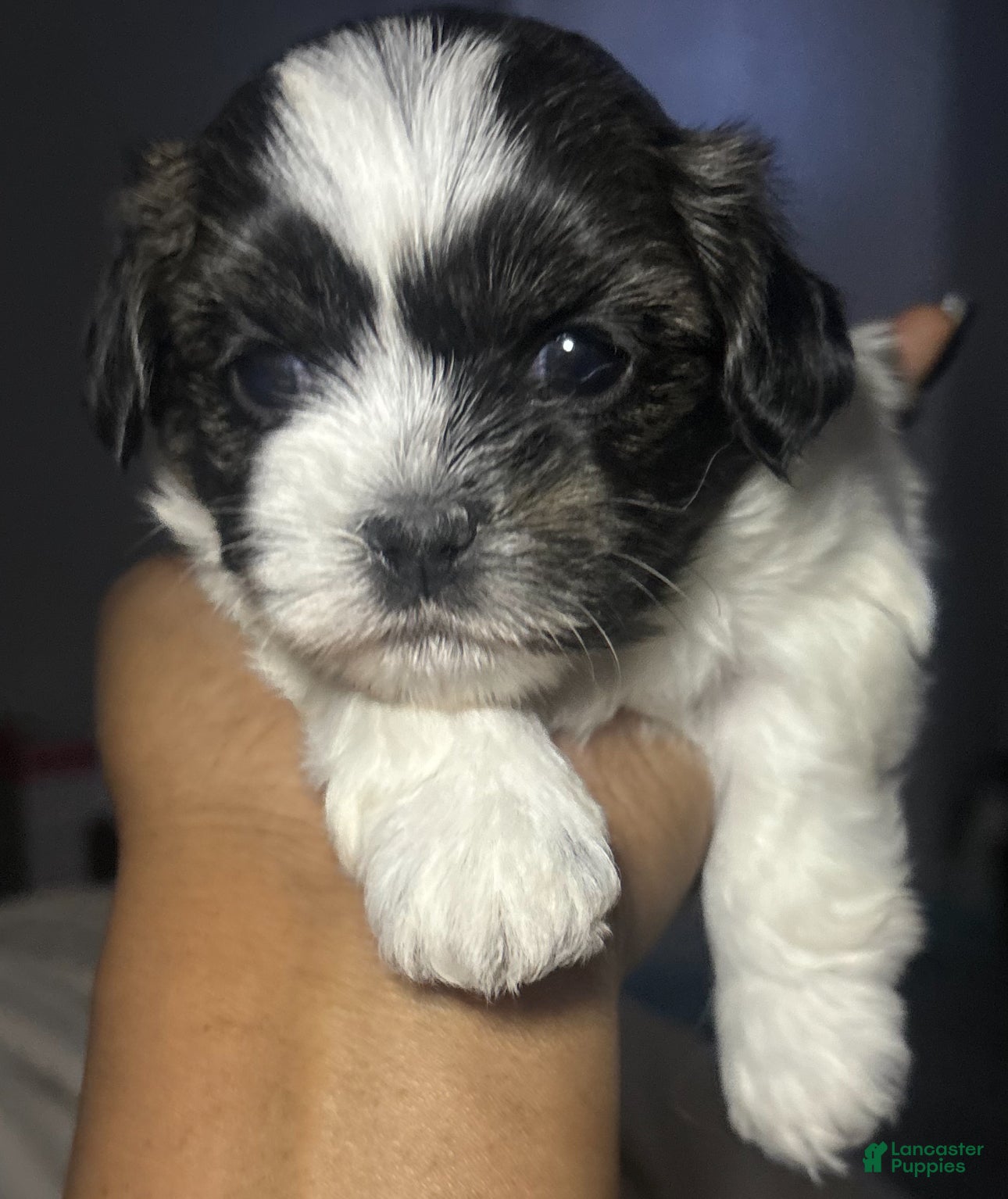 Mixed Breed dogs Mixed Breed Puppy 2 - Ad 14