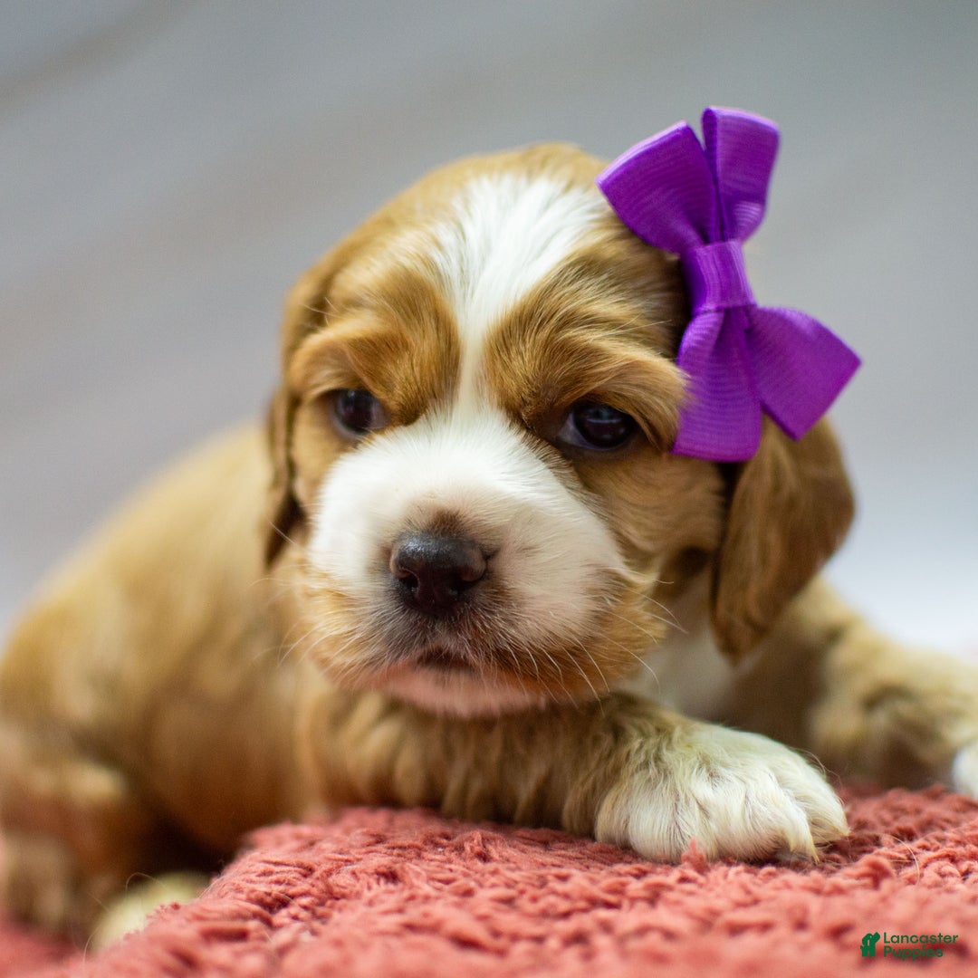Cocker Spaniel dogs for sale: Nala - Ad 3
