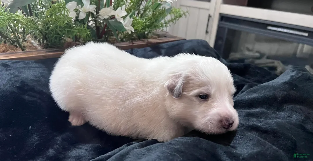 Great Pyrenees dogs for sale: Oak - Ad 2