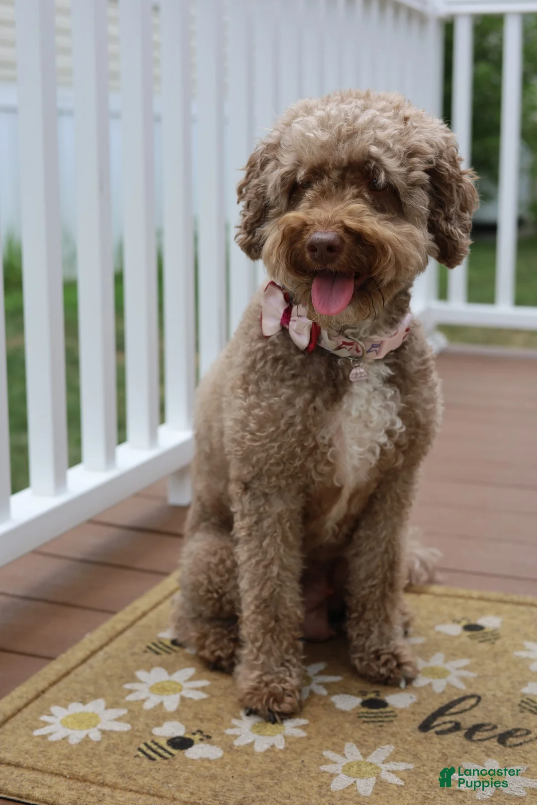 Gallery Image {{count}}