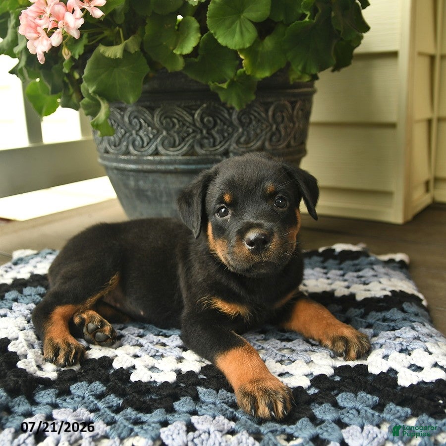 Rottweiler dogs Magnolia  - Ad 1