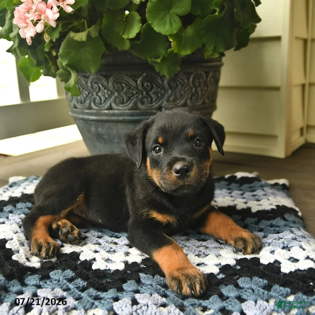 Rottweiler dogs for sale: Magnolia  - Ad 1