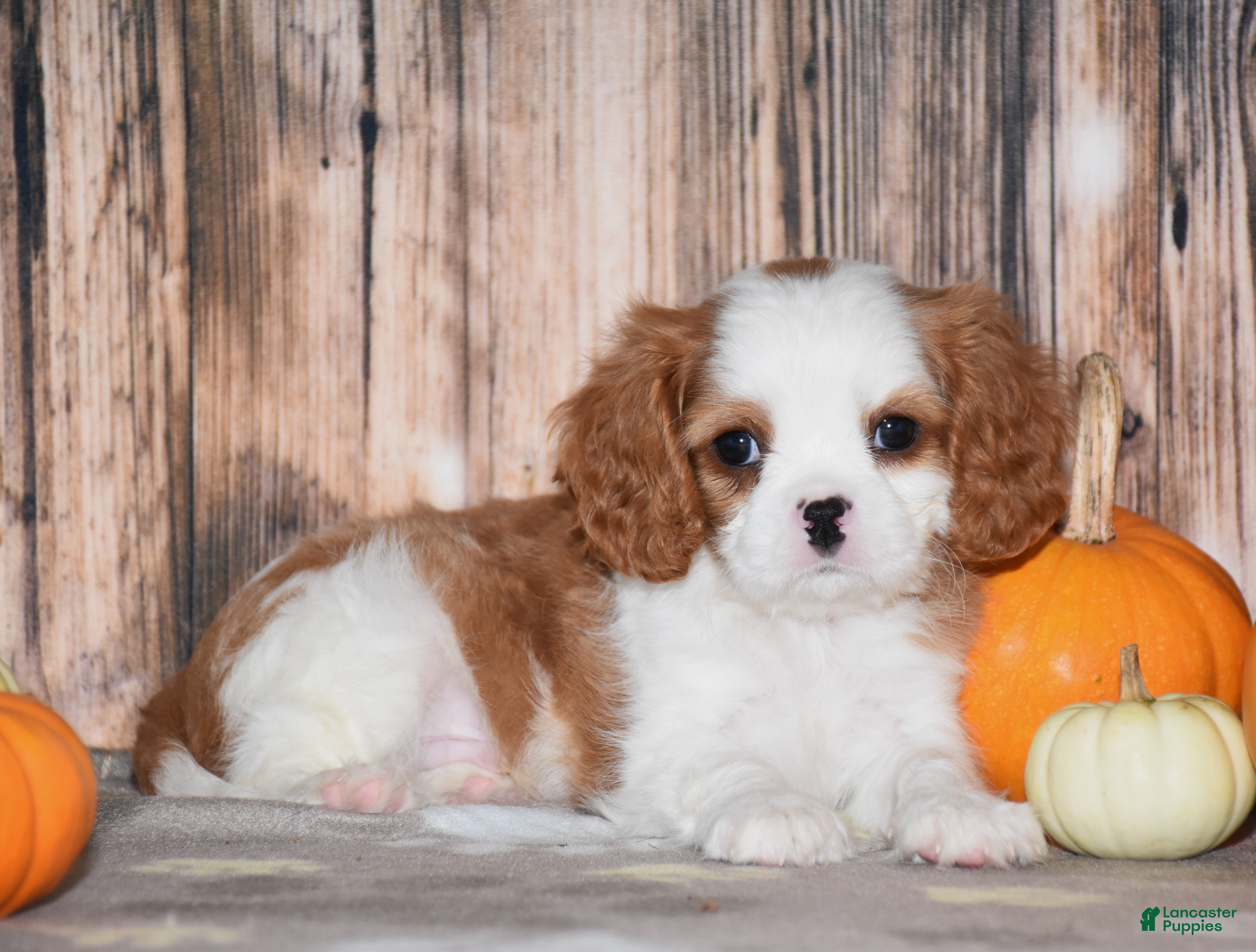 Cavalier King Charles Spaniel dogs for sale: Champ - Ad 2