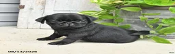 Pug dogs for sale: Rowdy - Ad 3